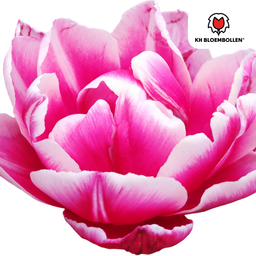 Tulpenbollen Columbus – 20 Stuks | KH Bloembollen® | Roze-Witte Dubbele Pioentulp – Elegant & Vol – Voor Tuin of Pot – Maat 11/12 – Vers van de Teler! (51142)