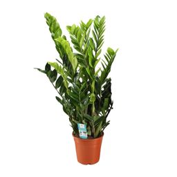 Zamioculcas Zamiifolia (12650)