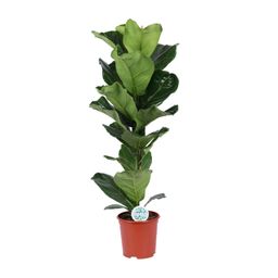 Ficus Lyrata (15787)