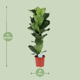 Ficus Lyrata (15787)