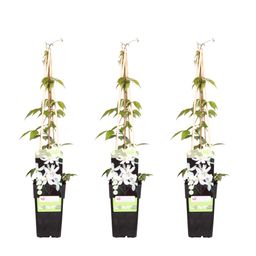 Hoogeveen 3x - Clematis Montana 'Grandiflora' - ↨65cm - Ø15 (8720955320900)