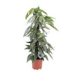 Epipremnum Pinnatum Cebu Blue (12591)