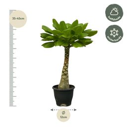 Birghamia Insignis - 25 cm - Ø12cm (8721081685536)