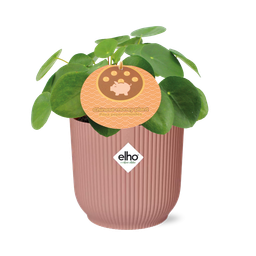 Mother's Day - Pilea Peperomioides 12cm in ELHO Vibes Fold 14cm roze (21723)