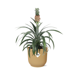 Ananas Mi Amigo in ELHO Vibes Fold 14cm geel (21695)