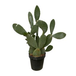 Cactus Opuntia - 120cm Ø38cm (8721081685604)