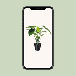 Alocasia Cucullata - Olifantsoor (8720634284110)