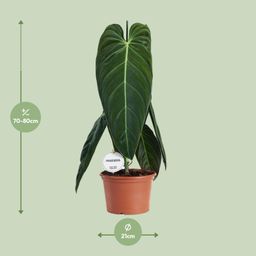 Philodendron Melanochrysum (22583)