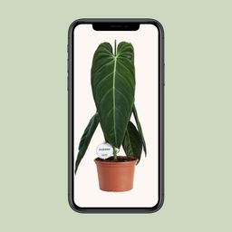 Philodendron Melanochrysum (22583)