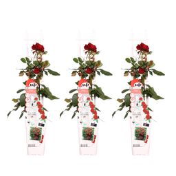 Hoogeveen 3x - Rosa Crazy in love 'Red' - ↨65cm - Ø15 (8720955321204)