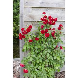 Hoogeveen 3x - Rosa Crazy in love 'Red' - ↨65cm - Ø15 (8720955321204)