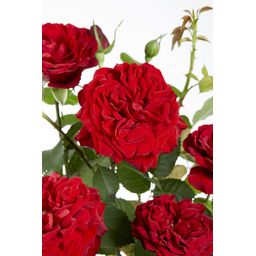 Hoogeveen 3x - Rosa Crazy in love 'Red' - ↨65cm - Ø15 (8720955321204)