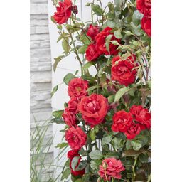 Hoogeveen 3x - Rosa Crazy in love 'Red' - ↨65cm - Ø15 (8720955321204)
