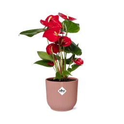 Anthurium Red 12cm in ELHO Vibes Fold 14cm roze (21727)