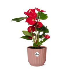 Anthurium Red 12cm in ELHO Vibes Fold 14cm roze (21727)