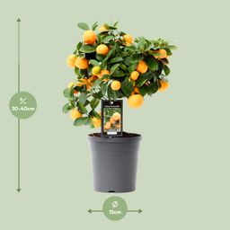 Citrus Calamondin (15026)
