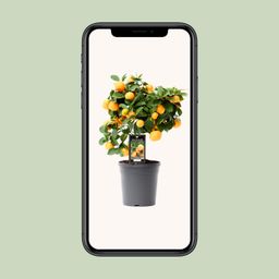 Citrus Calamondin (15026)