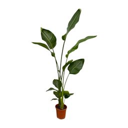 2x Strelitzia Nicolai - 130 cm - Ø17 (8721081601857)