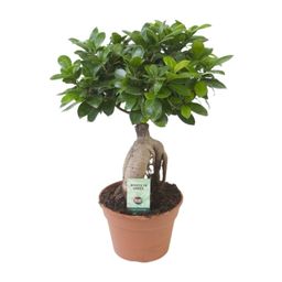 Ficus Ginseng (20669)