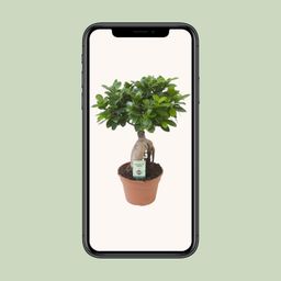Ficus Ginseng (20669)
