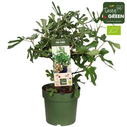 Ficus Carica 'Little Miss Figgy' Bio - Vijg (30185)
