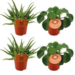 2x Aloe Spider + 2x Pilea Peperomoides - 4 stuks - Ø10.5cm (22773)