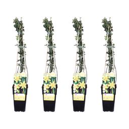Hoogeveen 4x - Jasminum nudiflorum - ↨65cm - Ø15 (8720955320528)