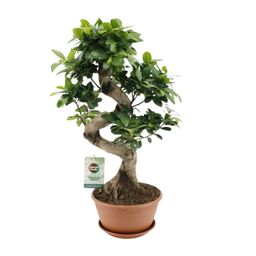 Ficus Ginseng (20653)