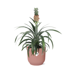 Mother's Day - Ananas Mi Amigo in ELHO Vibes Fold 14cm roze (21730)