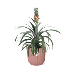 Mother's Day - Ananas Mi Amigo in ELHO Vibes Fold 14cm roze (21730)