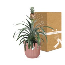 Mother's Day - Ananas Mi Amigo in ELHO Vibes Fold 14cm roze (21730)