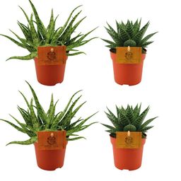 2x Aloe Spider + 2x Gasteria Hybride Aurora - 4 stuks - Ø10.5cm (22765)