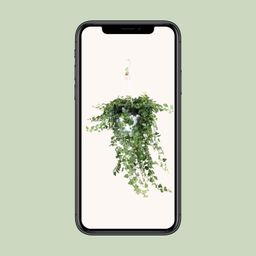 Hedera Wonder Green - - Ø24 - ↨70cm (8720634284615)