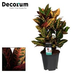 Croton Petra (16368)
