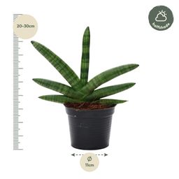 Sansevieria Skyline - 25 cm - ø10,5 (8721081685062)