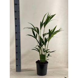 Howea Forsteriana (18063)