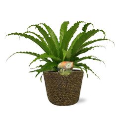 Asplenium Osaka - Selin Pot D18x16cm - Zwart (43777)
