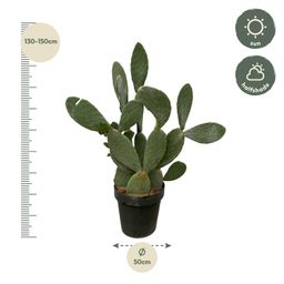 Cactus Opuntia - 120cm Ø38cm (8721081685604)