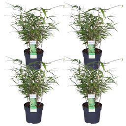 Hoogeveen 4x Fargesia rufa - ↨40cm - Ø14 (8720955320344)
