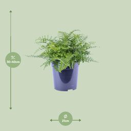 Asplenium Parvati (12634)