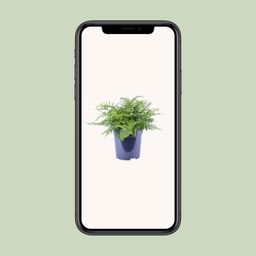 Asplenium Parvati (12634)