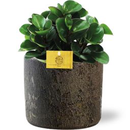 Peperomia Burning Bush - Maas Pot D16x14cm - Bruin (42196)