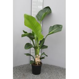 Strelitzia Nicolai P17 2pp (25356)
