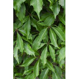 Hoogeveen 3x - Parthenocissus q. var. 'Engelmannii' - ↨65cm - Ø15 (8720955320658)