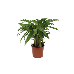 Calathea Bluegrass - 35 cm - Ø12cm (8721081685673)