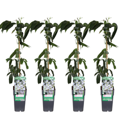 Clematis armandii - 4 stuks (34015)