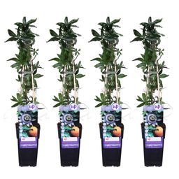 Hoogeveen 4x - Passiflora caerulea - ↨65cm - Ø15 (8720955320726)