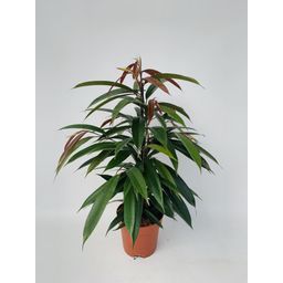 Ficus Binnendijkii 'Amstel King' P17 (29825)
