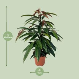 Ficus Binnendijkii 'Amstel King' P17 (29825)