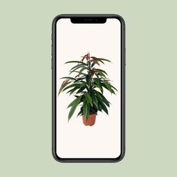Ficus Binnendijkii 'Amstel King' P17 (29825)